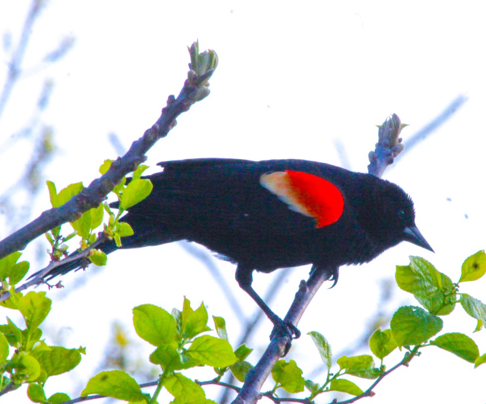 Blackbird