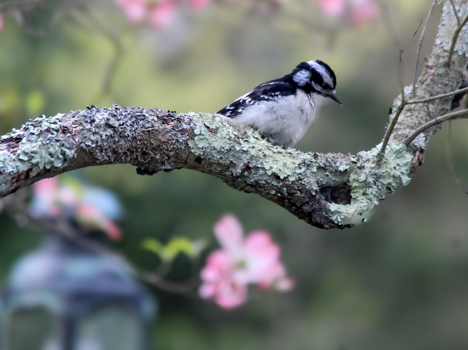 Downy Woodpecker