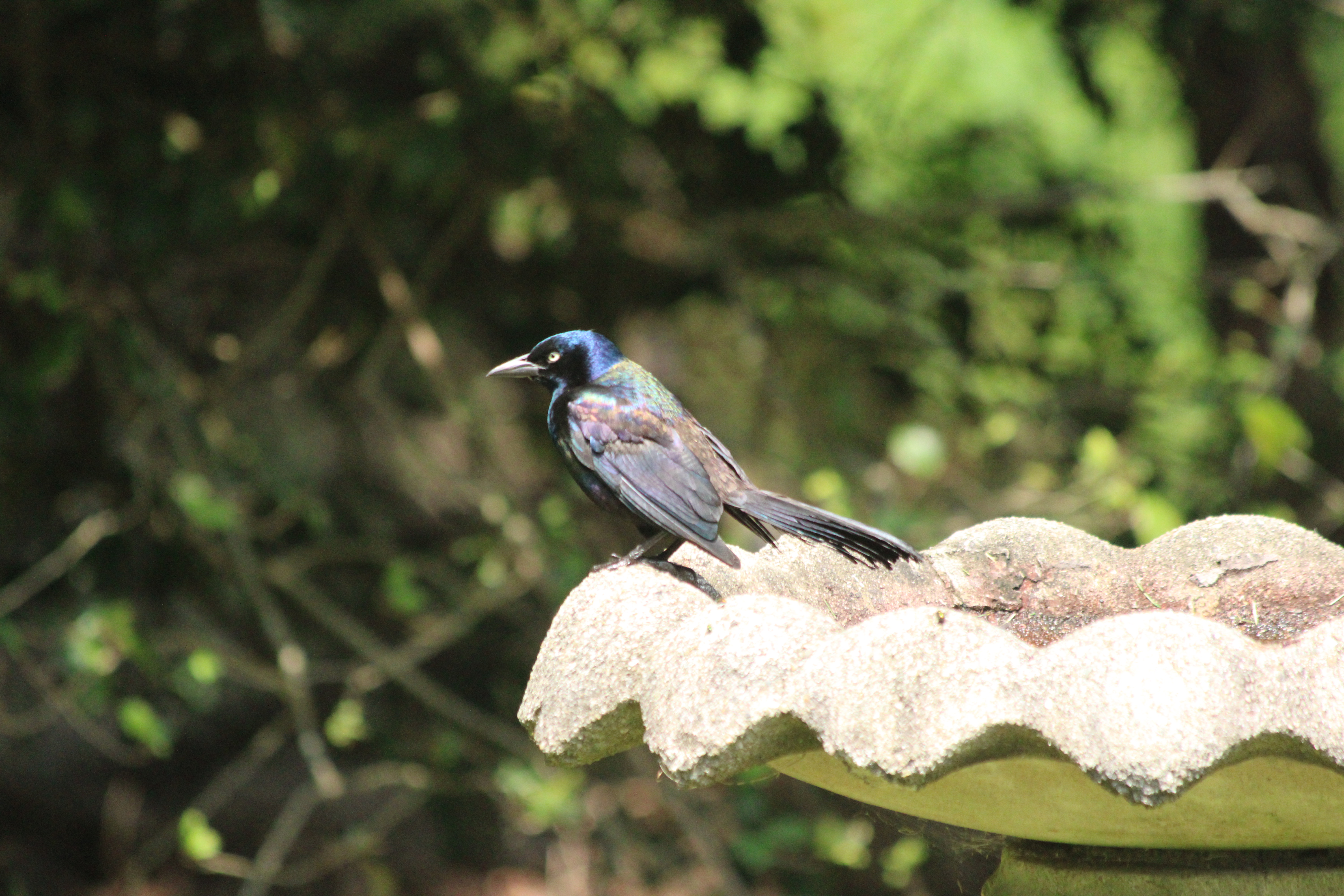 Grackle
