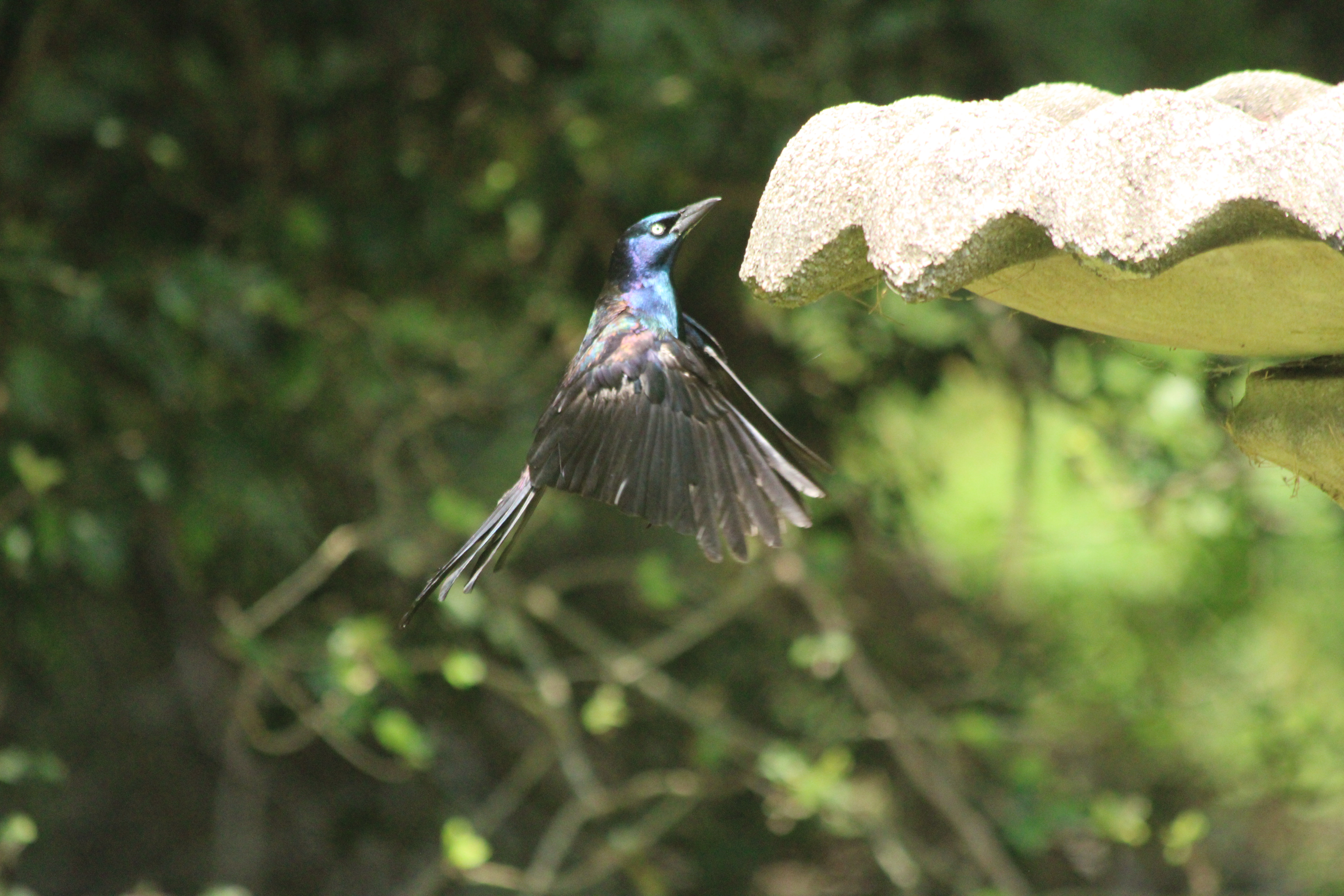 Grackle