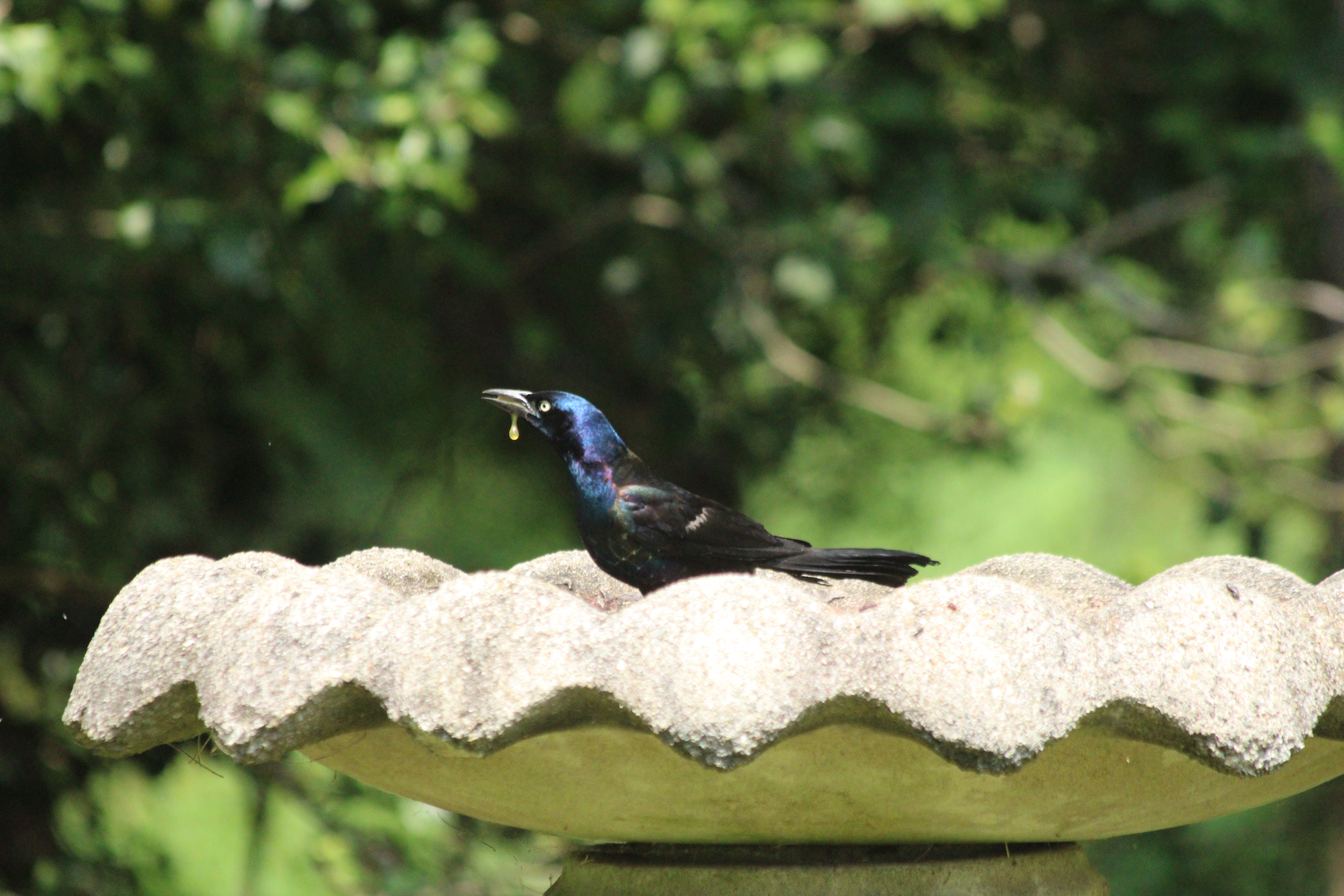 Grackle
