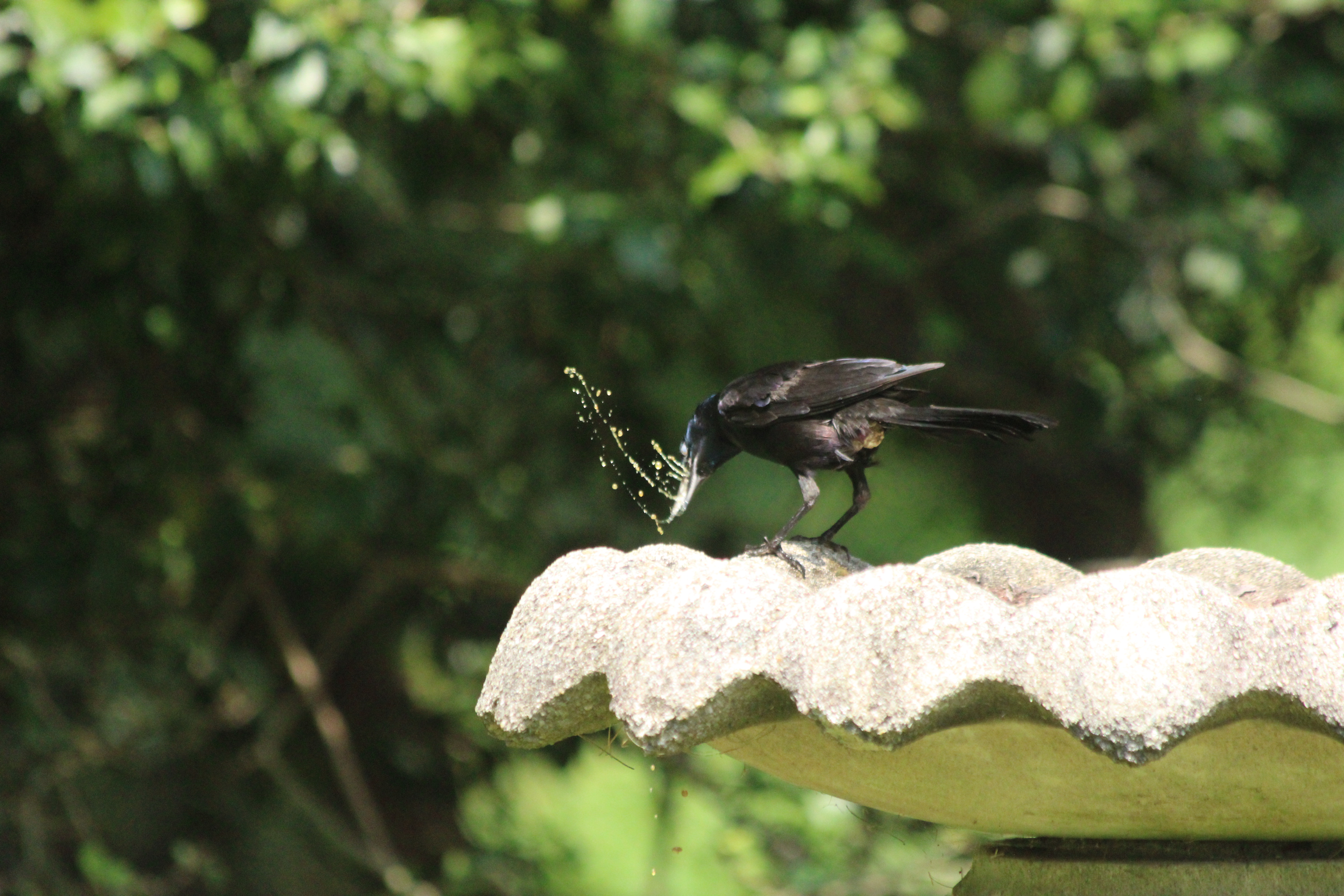 Grackle