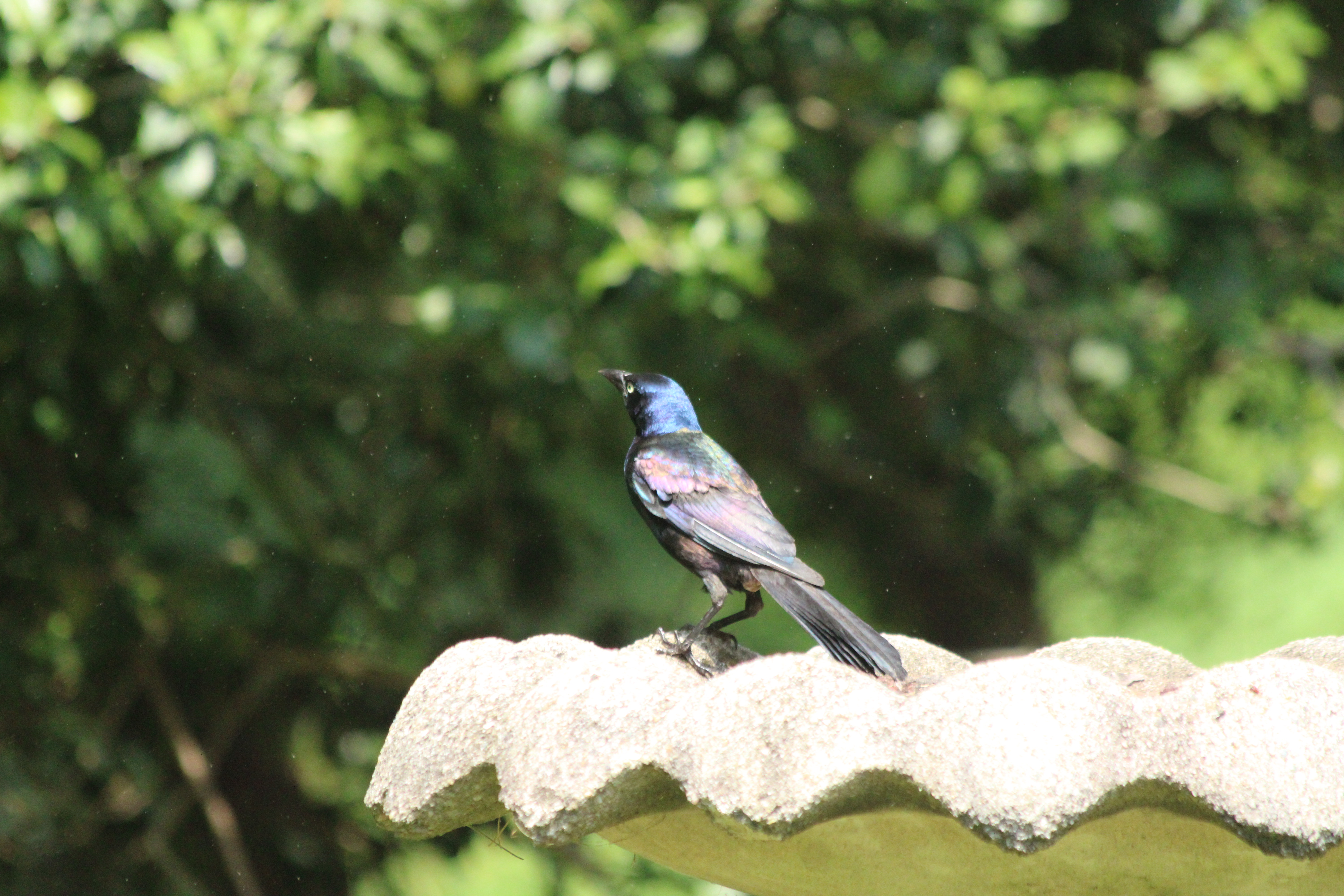 Grackle