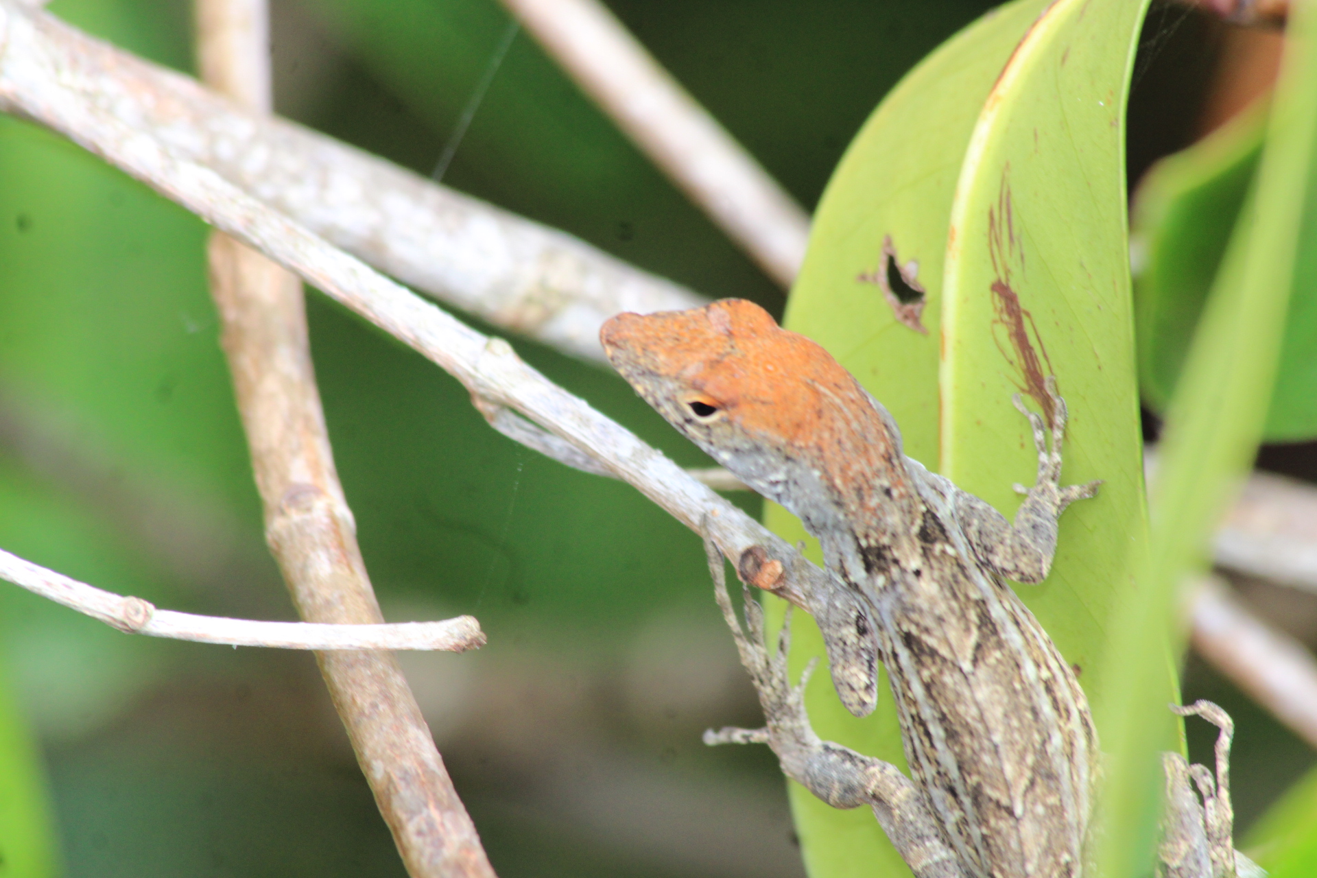 Lizard