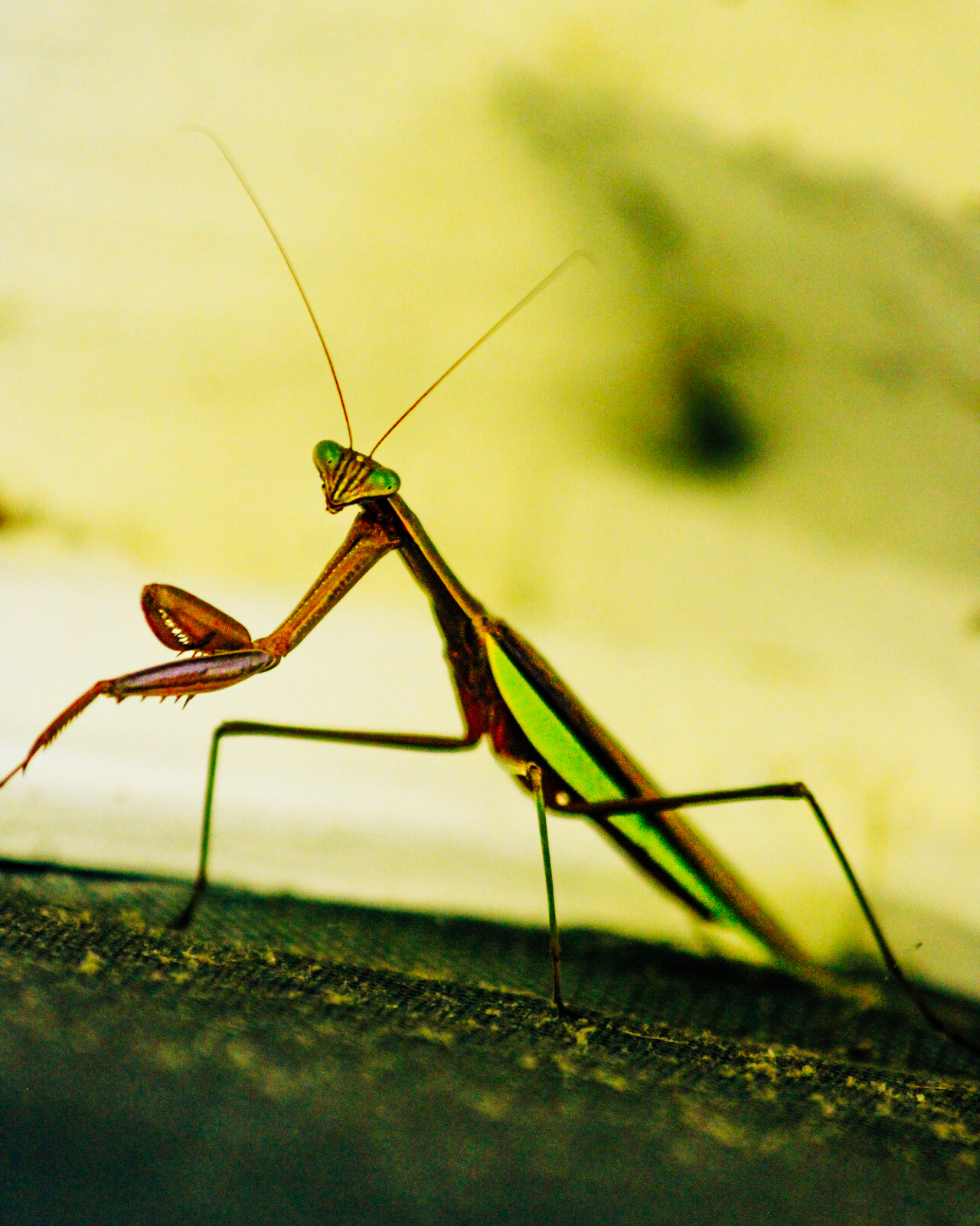 Praying Mantis