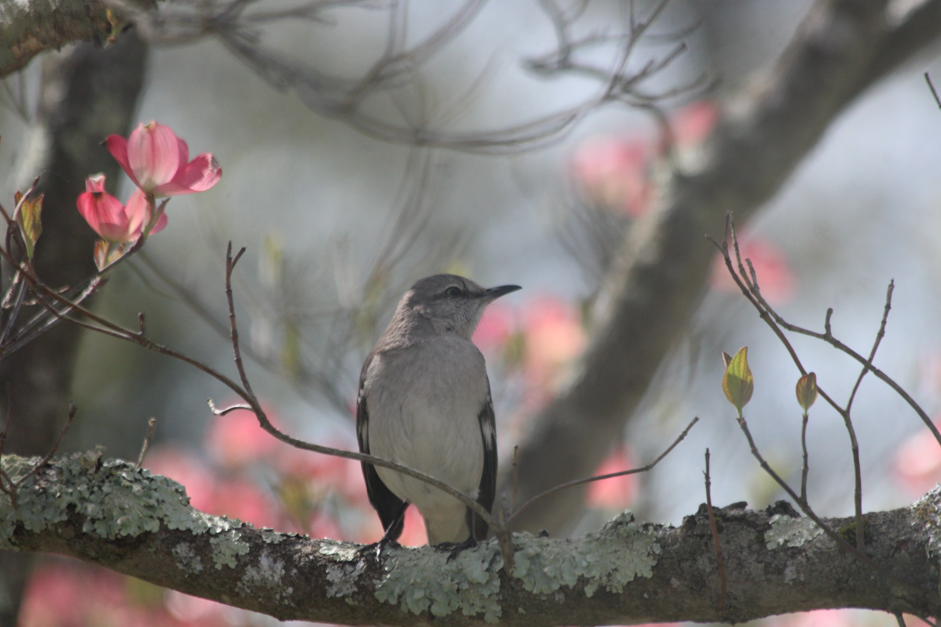 Mockingbird