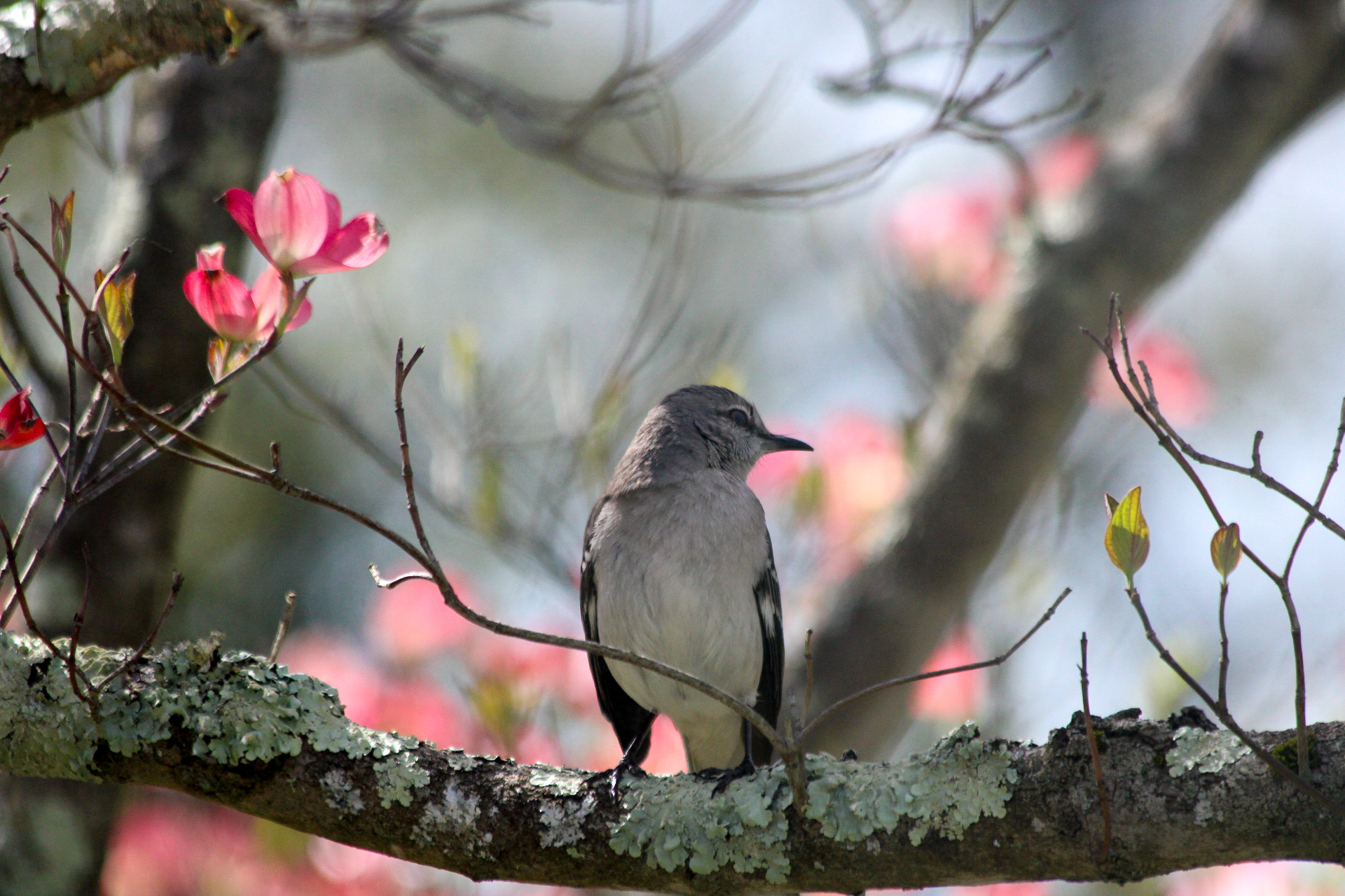 Mockingbird