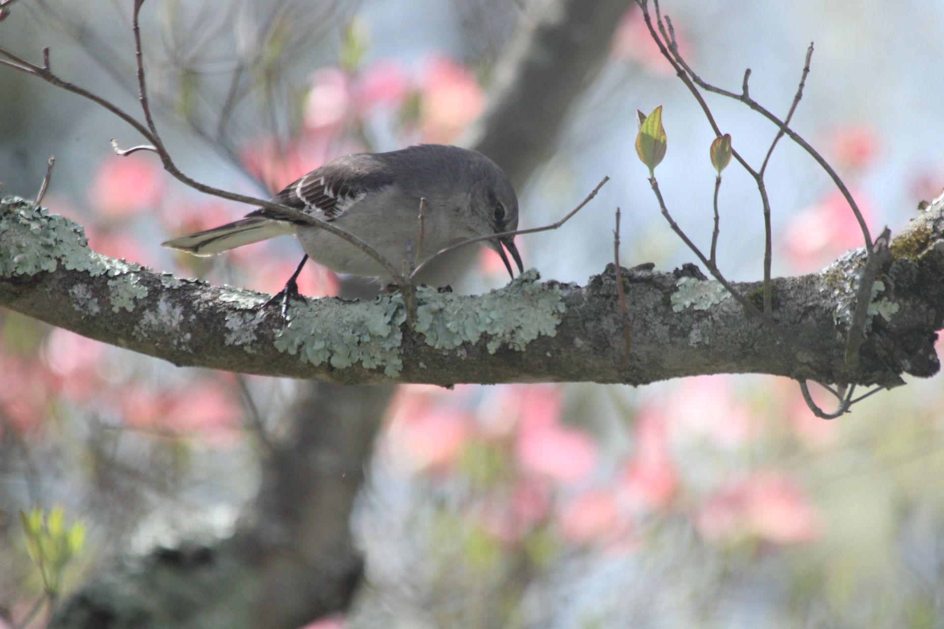 Mockingbird