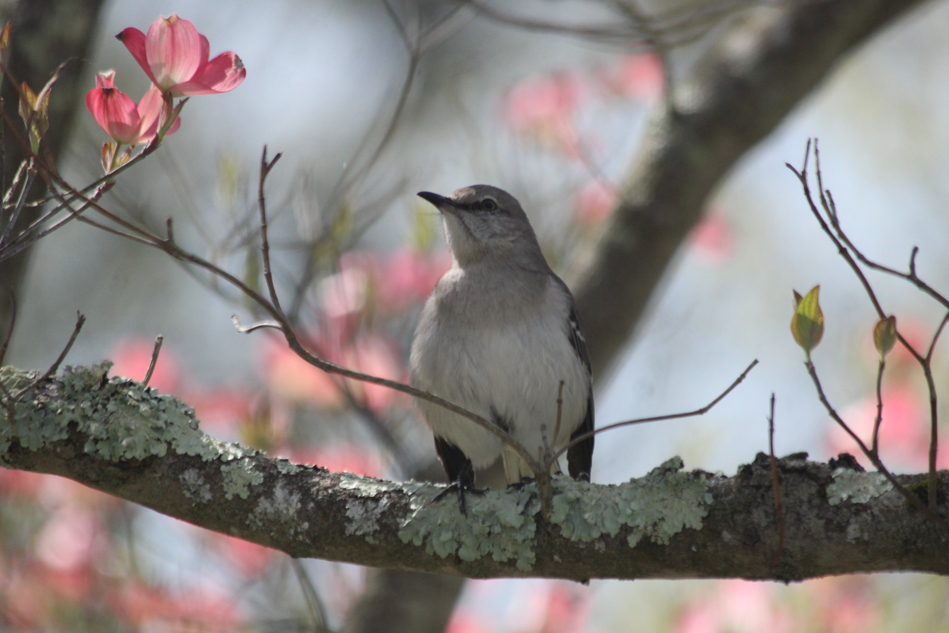 Mockingbird