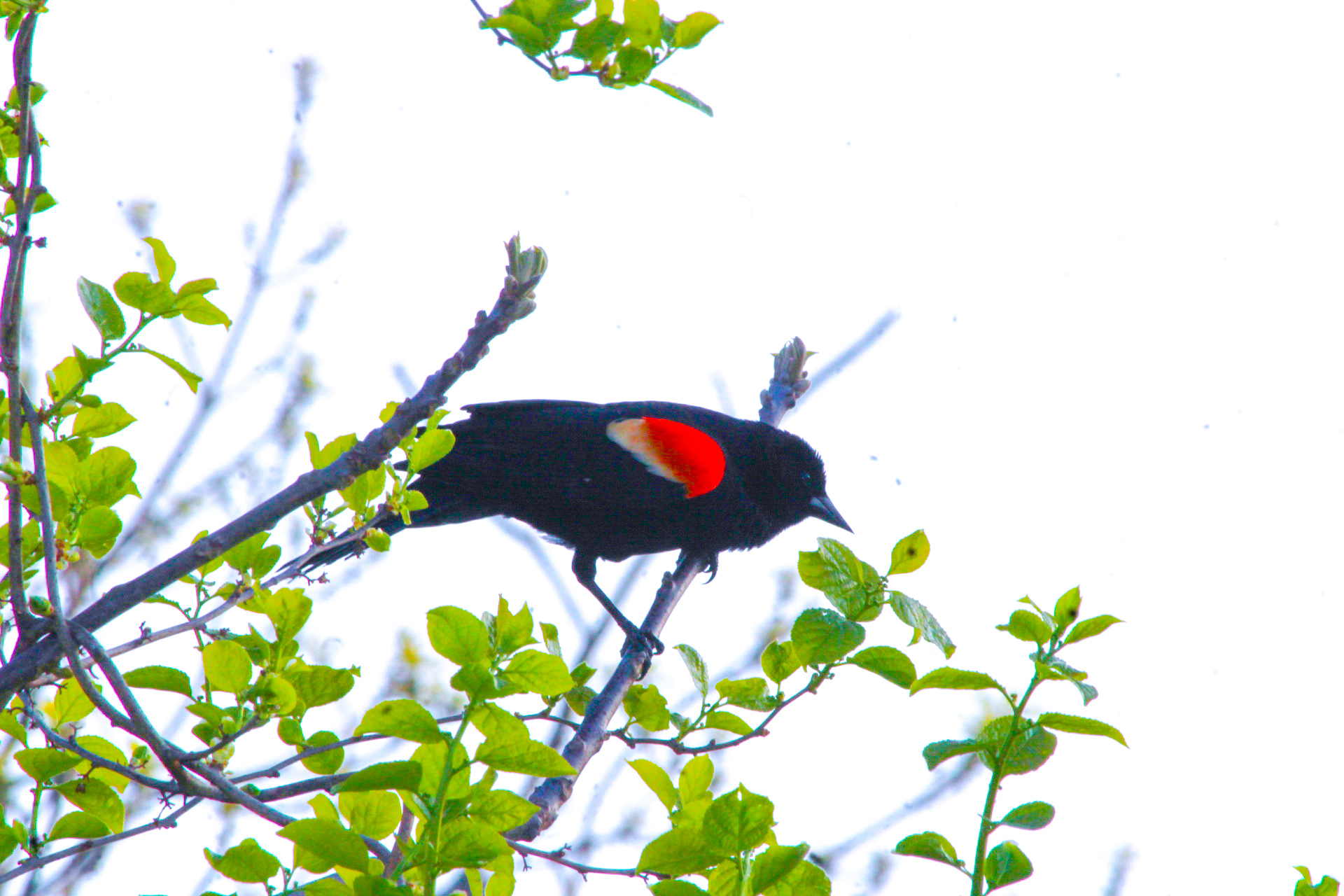 Red-winged blackbird