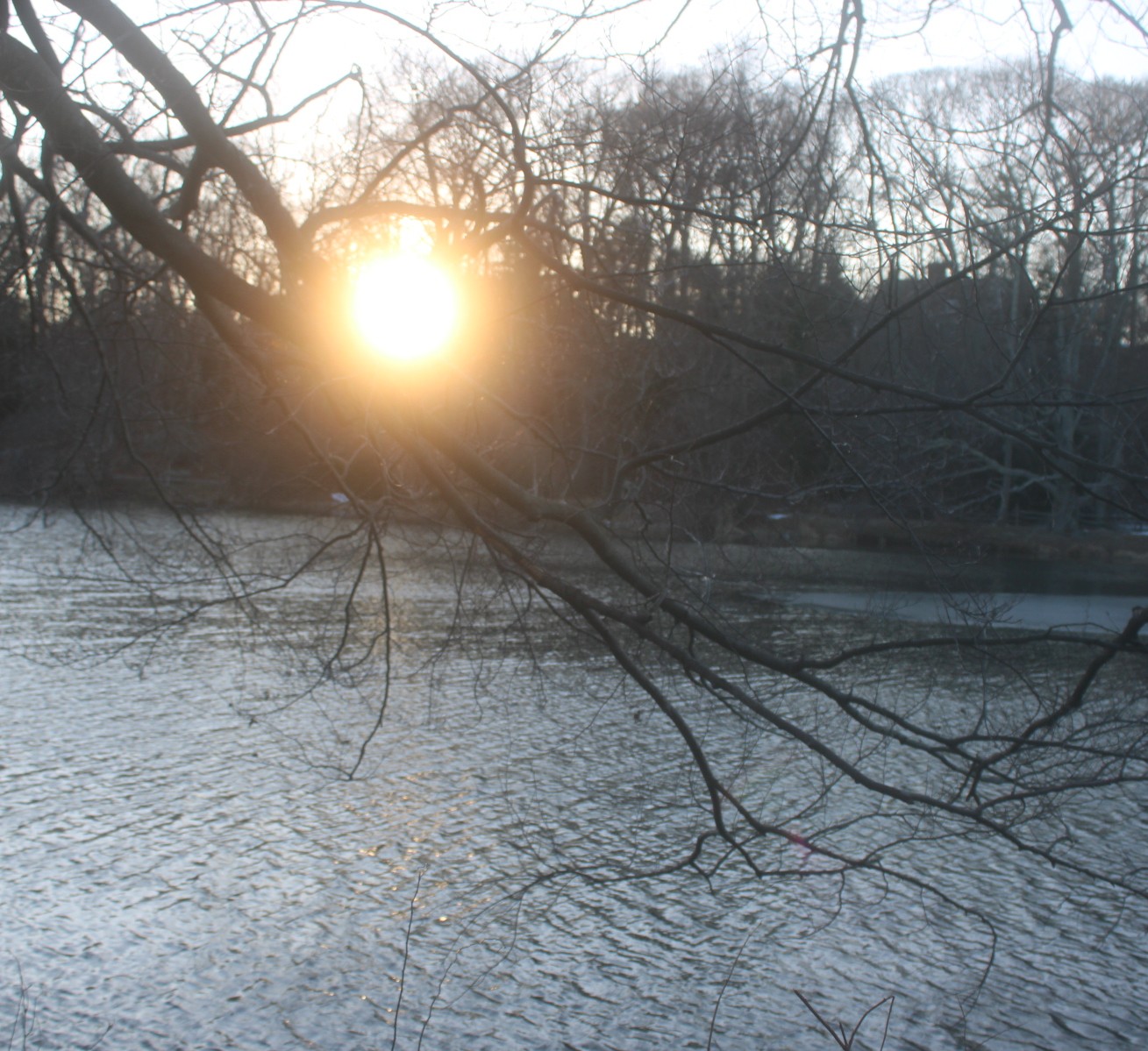 Sunlight through trees