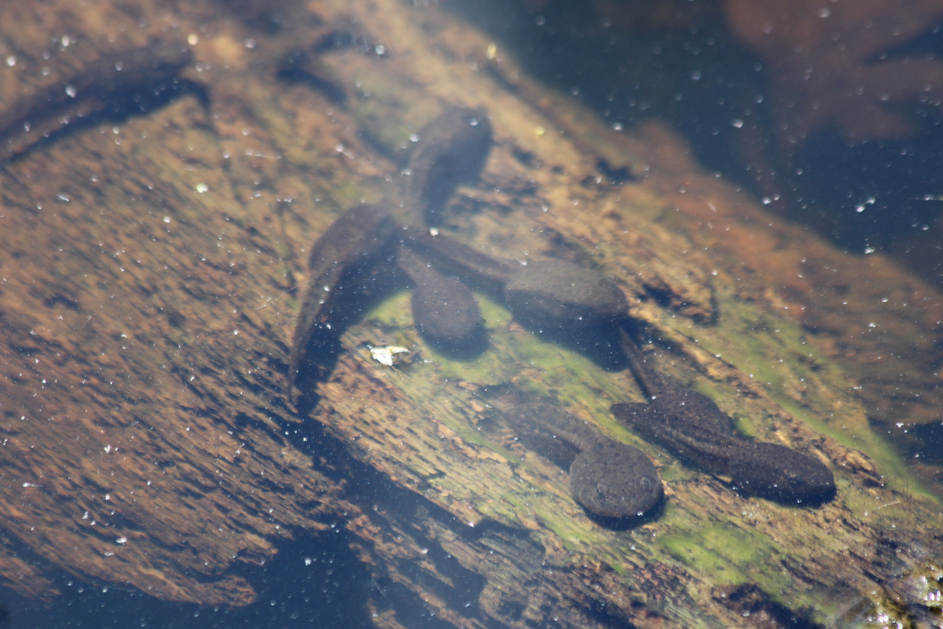 Tadpoles