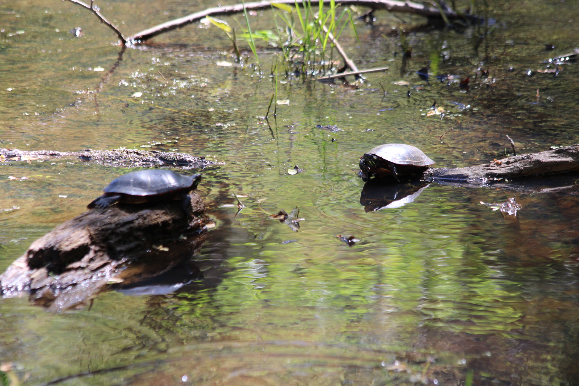 Turtles