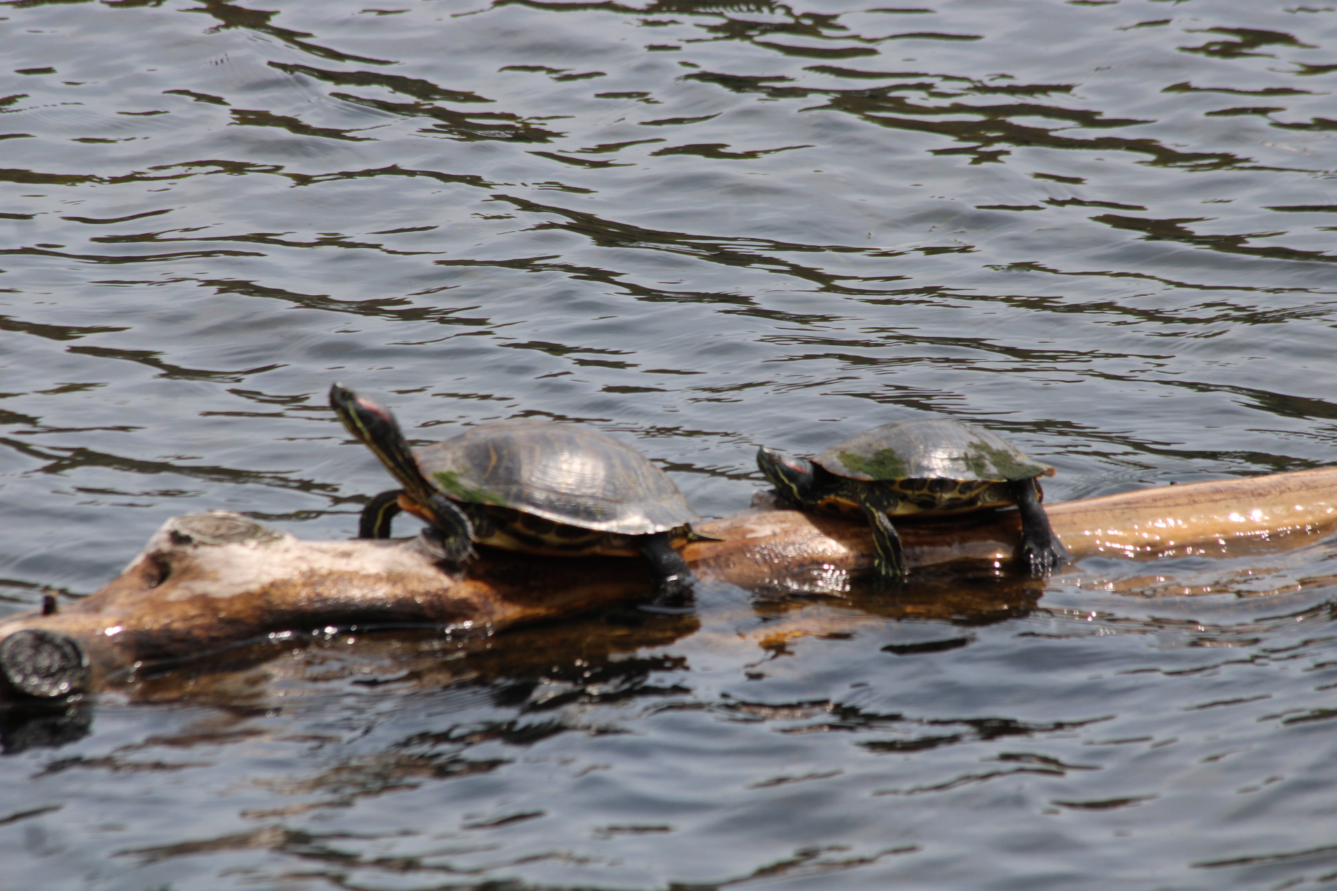 Turtles