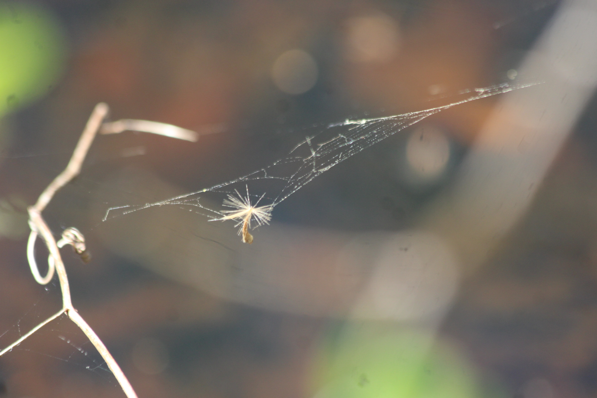 Spider web
